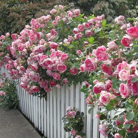 Secret Garden: Enthralling Bloom Medley