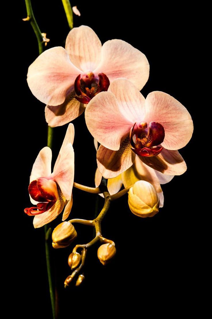 Whispers of Dawn: Serene Petal Array
